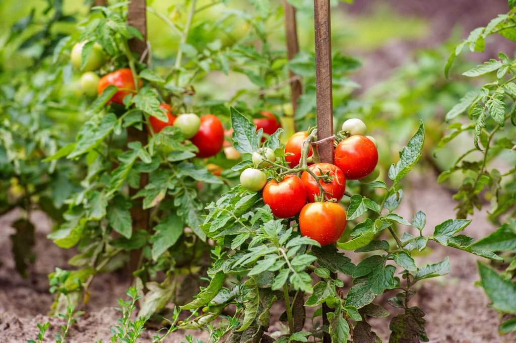 ¿Cuándo empezar a sulfatar los tomates? - 1 - mayo 21, 2023