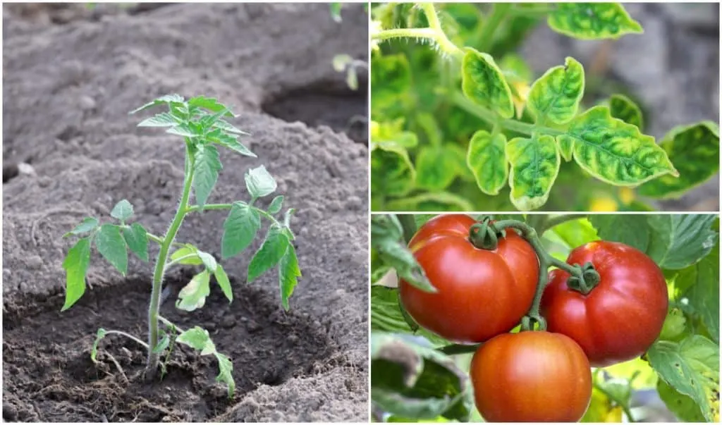 ¿Cuándo empezar a sulfatar los tomates? - 5 - mayo 21, 2023