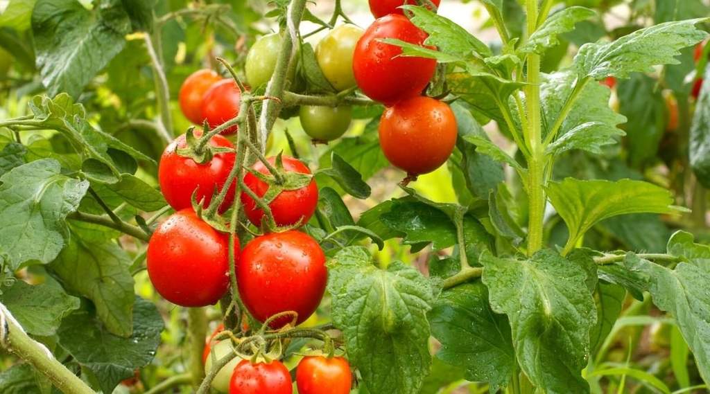 ¿Cuándo empezar a sulfatar los tomates? - 7 - mayo 21, 2023