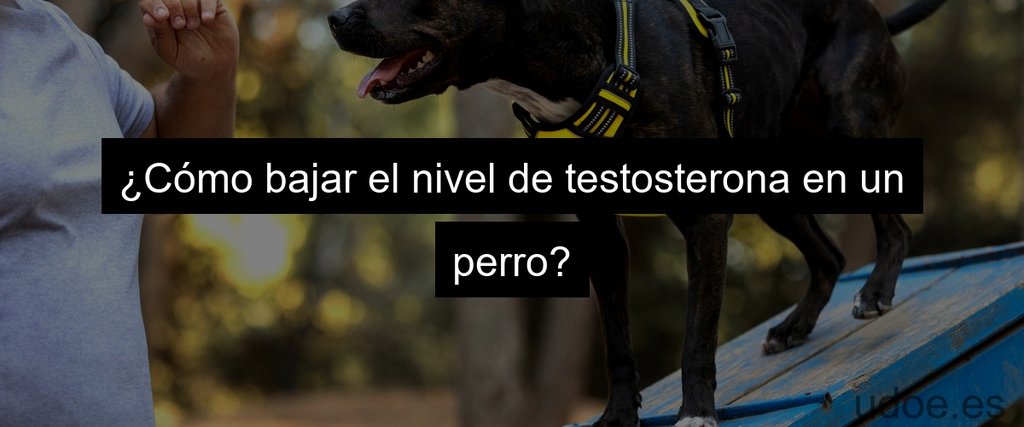¿Cómo bajar el nivel de testosterona en un perro?
