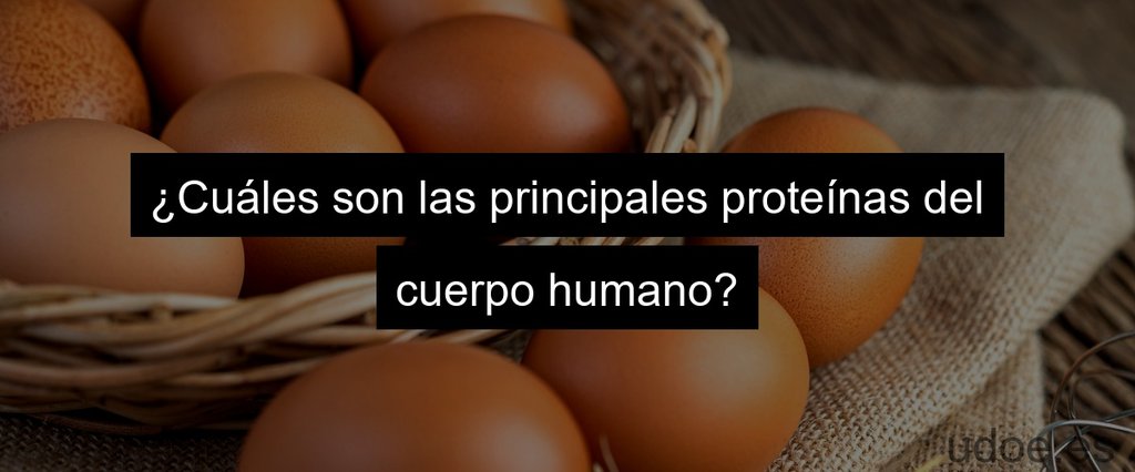 ¿Cuáles son las principales proteínas del cuerpo humano?