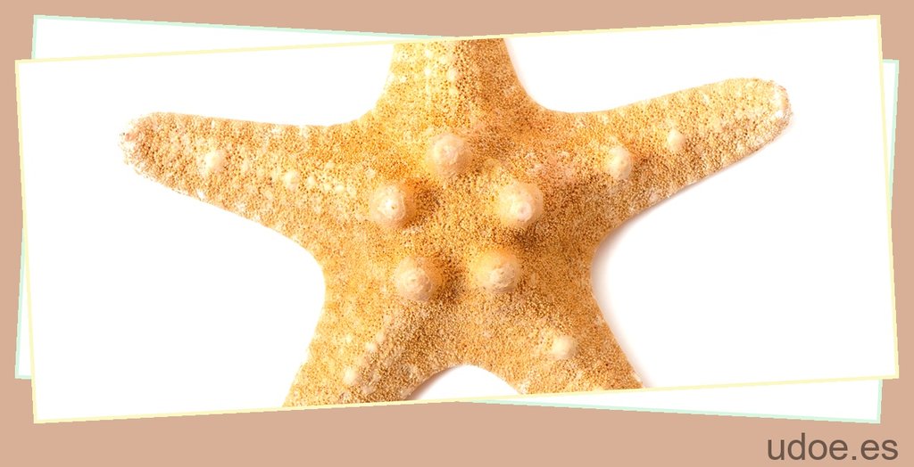 Cuánto vive una estrella de mar: todo lo que necesitas saber - 63 - agosto 16, 2023