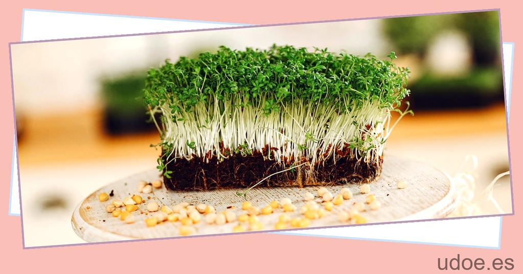 puede realizar la fotosíntesis la raíz subterránea de una planta