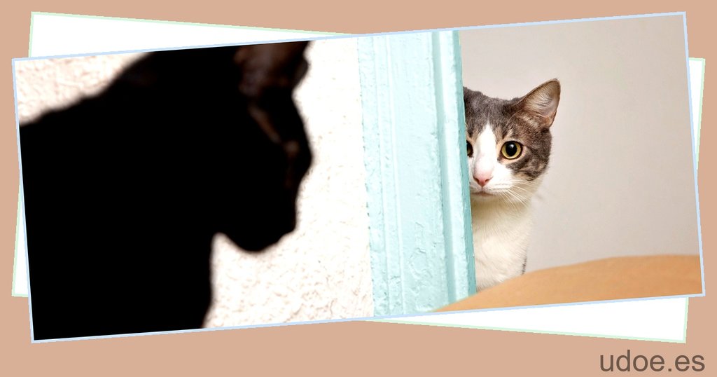 Cómo evitar que tu gato suba el muro: consejos útiles