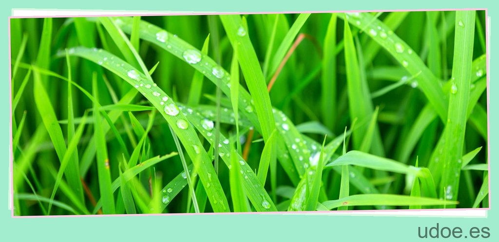 Se puede echar herbicida con la hierba mojada: precauciones y recomendaciones - 1 - agosto 22, 2023