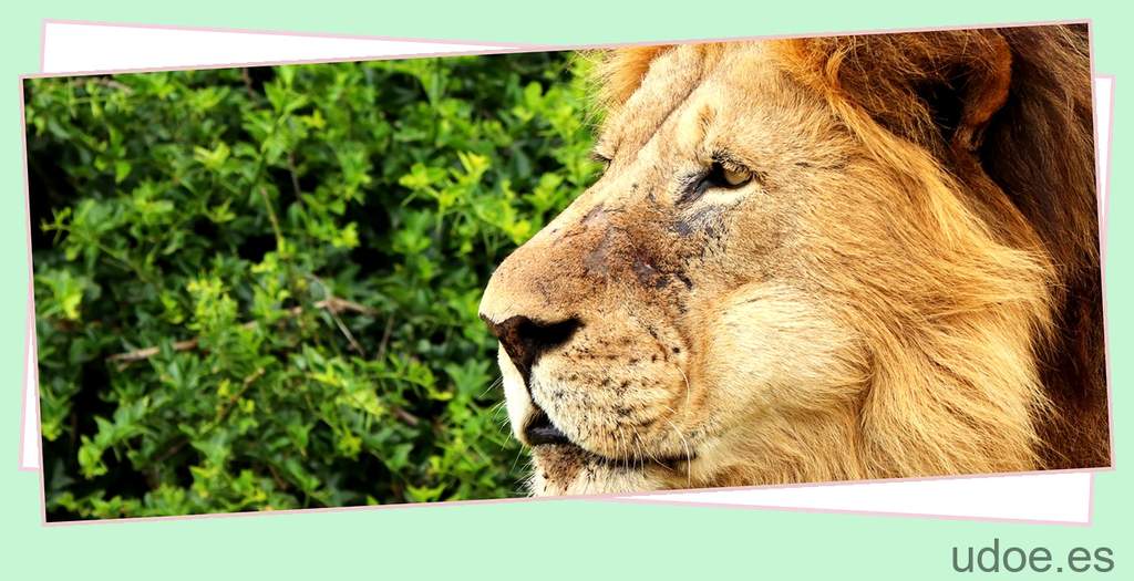 Nutrición del león: todo lo que necesitas saber