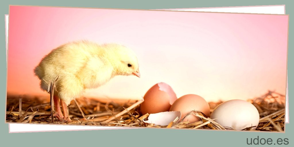 cuanto tarda un huevo de canario en nacer