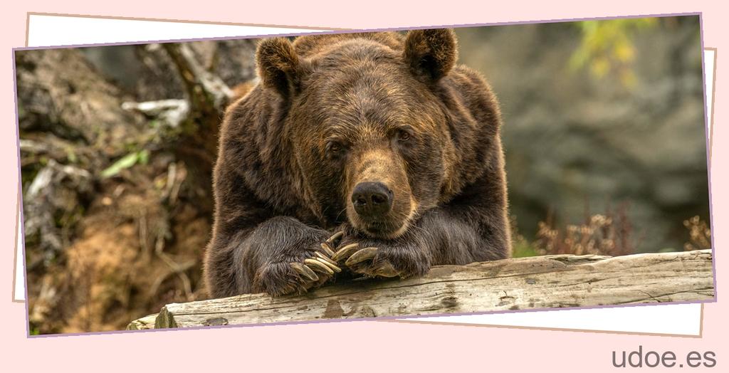 Cuantos osos hay en Cabárceno: la increíble población en la reserva - 3 - agosto 22, 2023