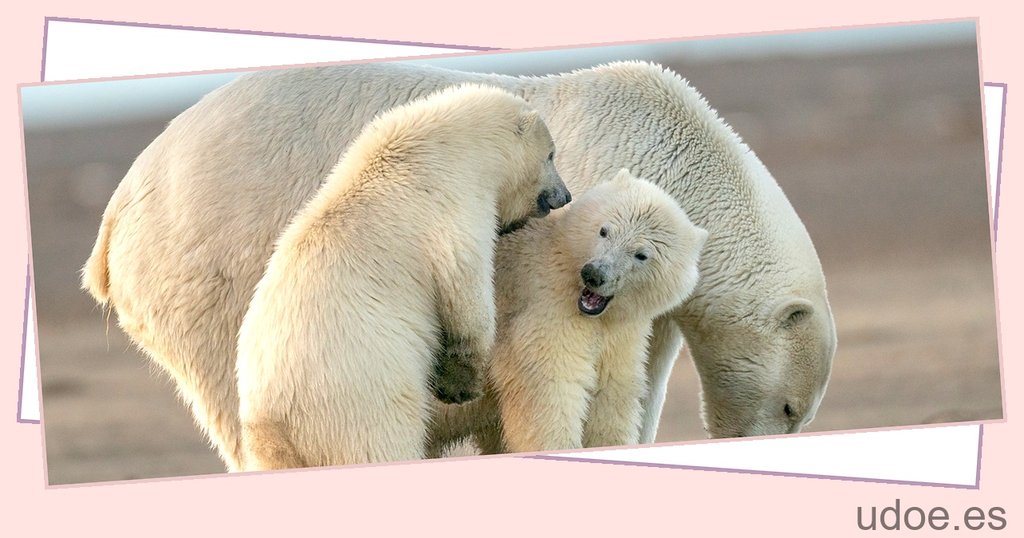 cuantos osos polares quedan en el mundo