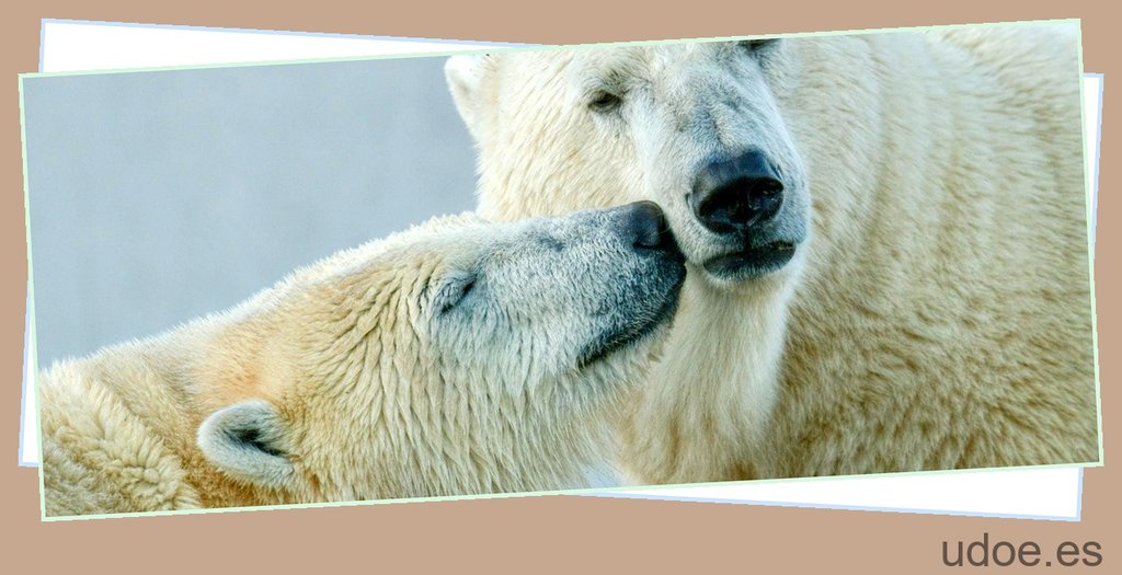 cuantos osos polares quedan en el mundo