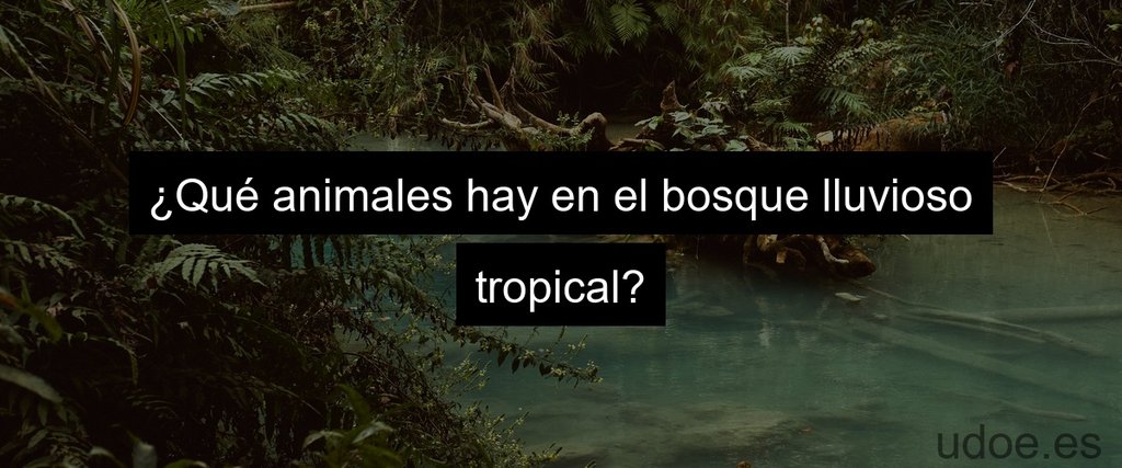 ¿Qué animales hay en el bosque lluvioso tropical?
