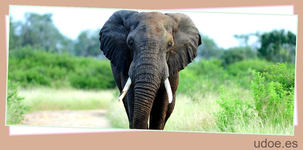 Cuantas rodillas tiene un elefante: Un enigma de la anatomía animal