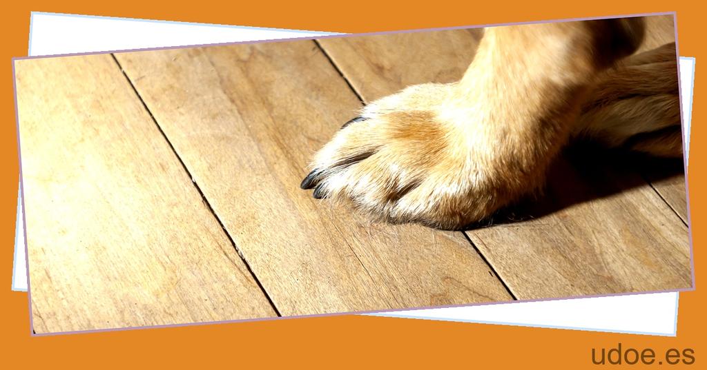 Soluciones para evitar el ruido de las uñas de tu perro en el parquet - 15 - agosto 22, 2023
