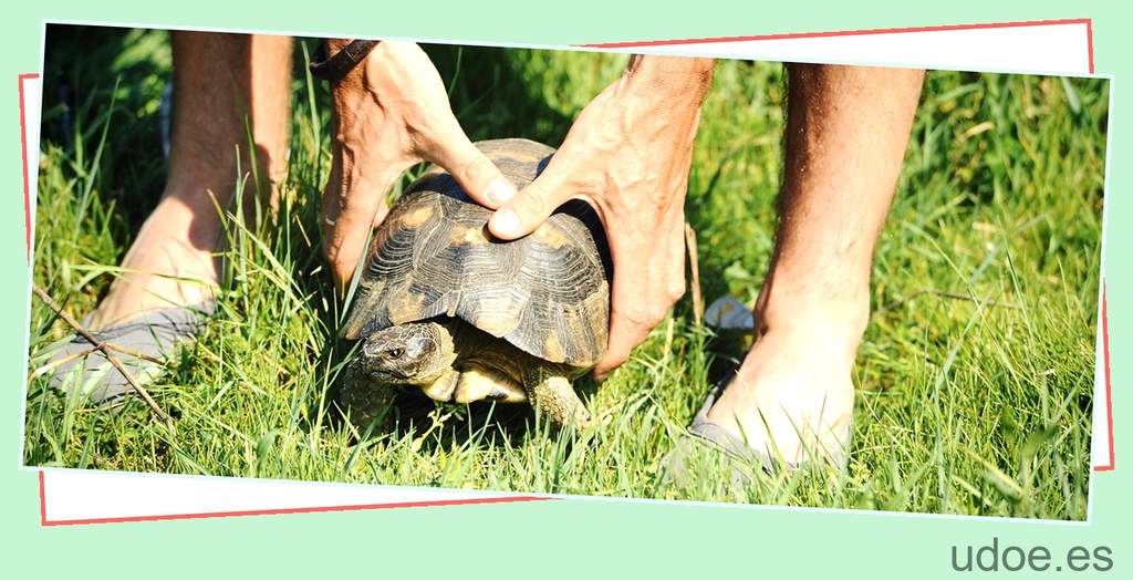 Consejos para encontrar una tortuga perdida en el jardín