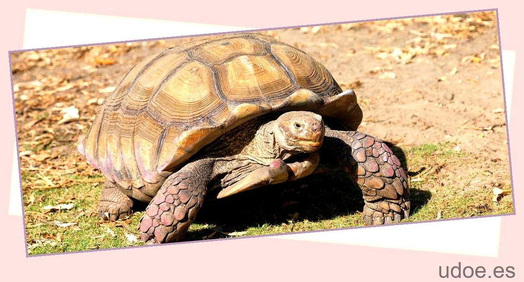 Diferencia entre tortuga y morrocoy: ¿Cuál es la clave? - 3 - agosto 20, 2023