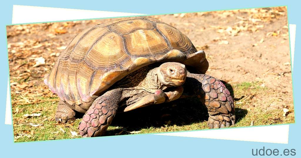 Cuánto mide la tortuga: descubre su tamaño promedio