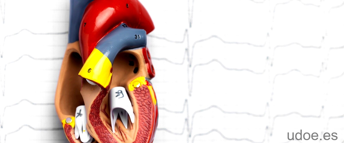 Función de los repliegues membranosos en la arteria aorta: Descúbrelo aquí - 23 - octubre 2, 2023