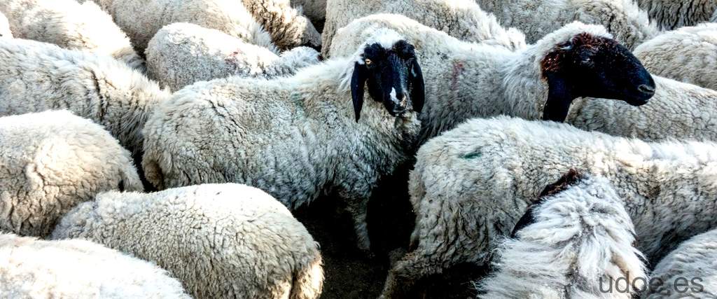 Después de parir una oveja: ¿Cuándo entra en celo? - 11 - septiembre 23, 2023