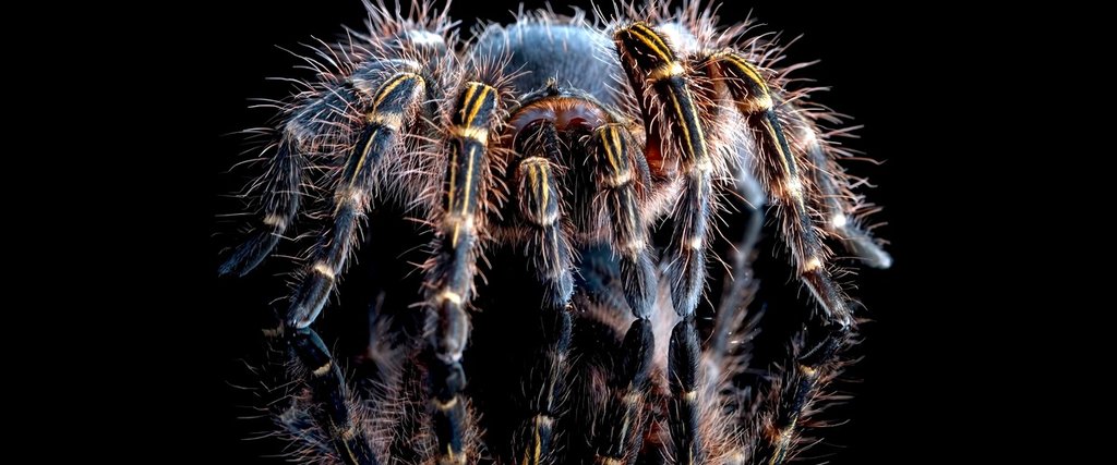 Las arañas pican por la noche: ¿Un mito o una realidad? - 35 - septiembre 17, 2023
