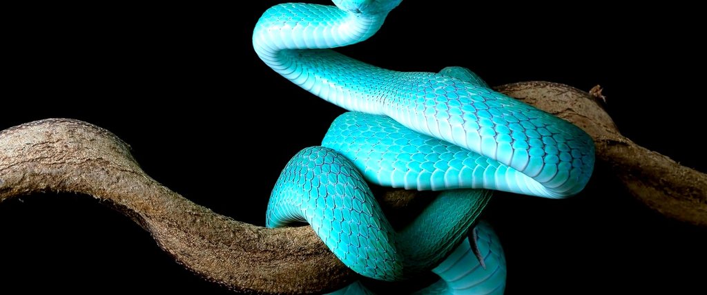 ¿Cómo puedo saber si una serpiente es venenosa o no?