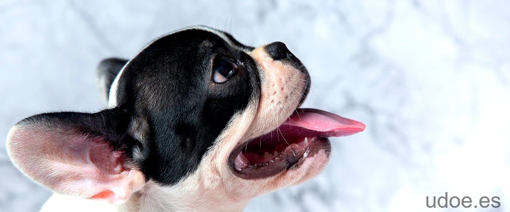 ¿Cómo tranquilizar a un perro después de una cirugía?