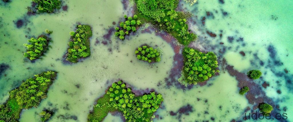 Diferencias entre algas y protozoos: todo lo que debes saber - 31 - septiembre 18, 2023