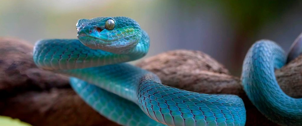 ¿Cuál es la serpiente más venenosa del mundo?