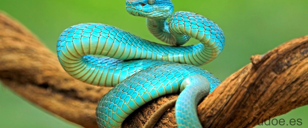Serpiente azul venenosa: descubre a la crotalo azul, una maravilla natural - 1 - septiembre 15, 2023