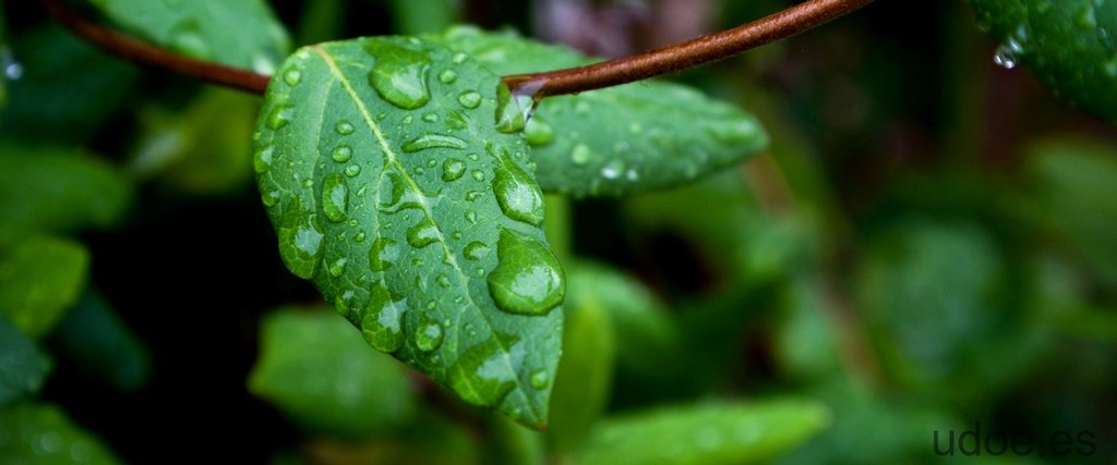 Sin lluvia no hay flores: la importancia del agua para la vida vegetal - 7 - octubre 8, 2023