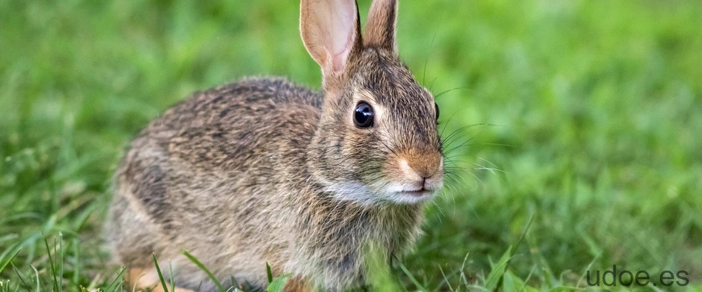 Los conejos pueden comer uvas: todo lo que debes saber - 25 - octubre 16, 2023