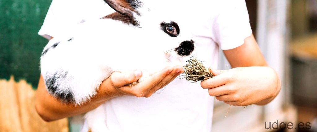 ¿Qué significa ver un conejo gris? - Descubre su simbolismo - 3 - septiembre 14, 2023