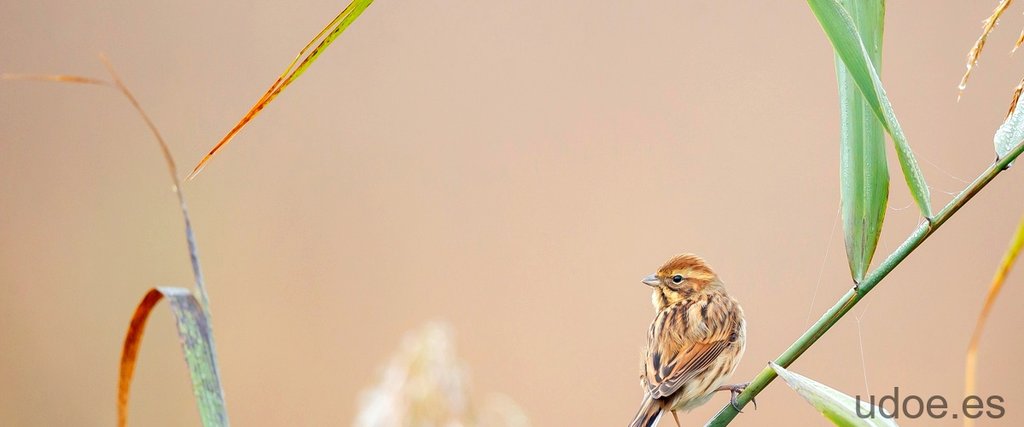 ¿Qué significa las aves en lo espiritual?