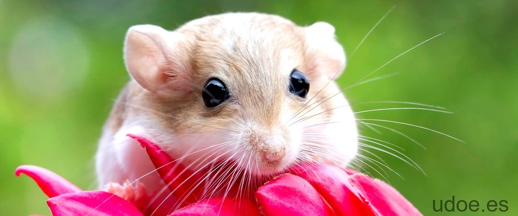 Mamífero roedor de los bosques: características y hábitat - 27 - octubre 12, 2023
