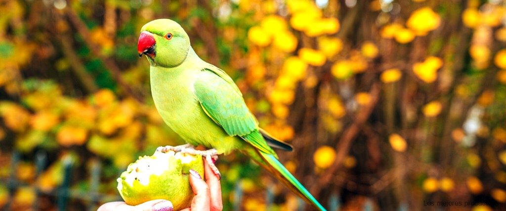 Alimenta a tus aves con la papilla para pájaros de Mercadona