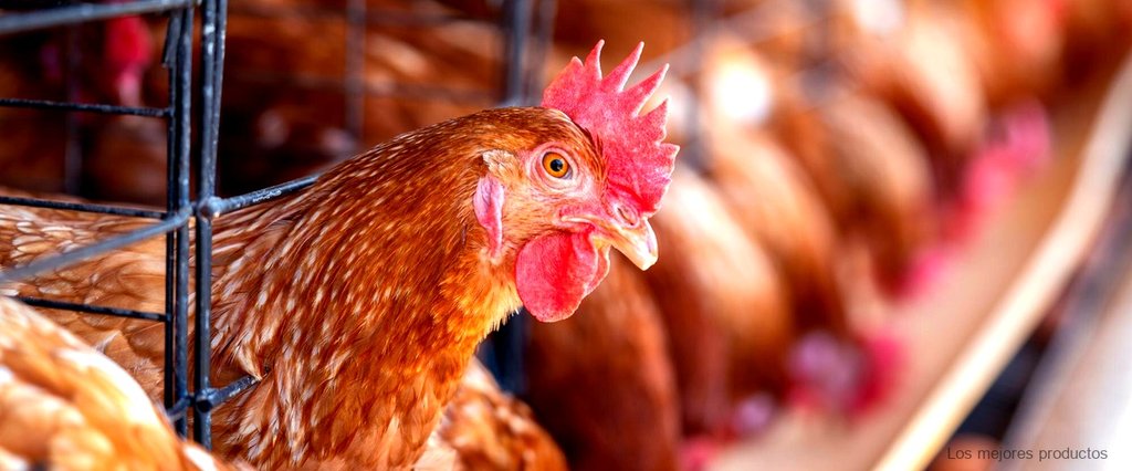 Caseta casera para gallinas: construye tu propio refugio a bajo costo
