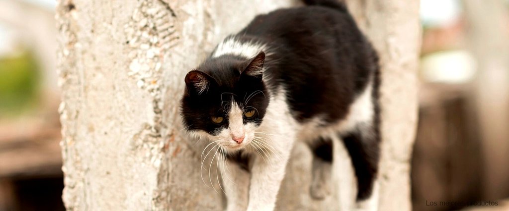Caseta para gatos exterior segunda mano: ¡dale a tu felino un hogar acogedor!