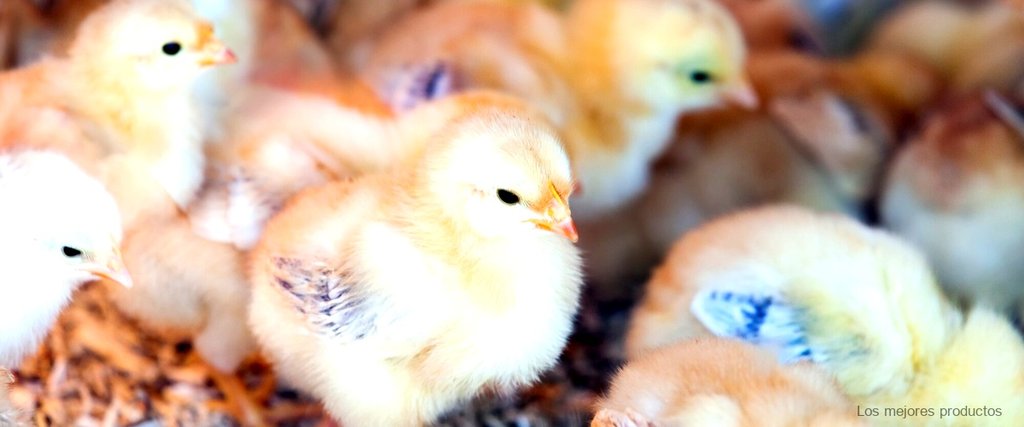Casetas de palets para gallinas: una solución barata y sostenible