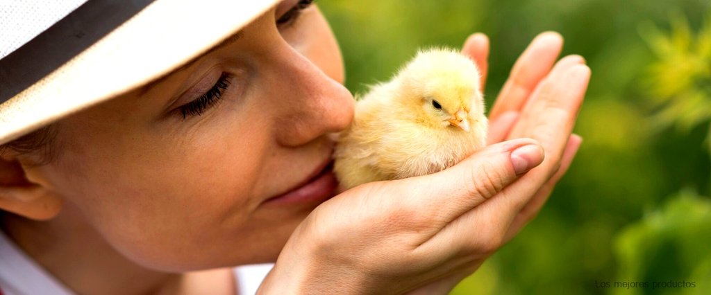 Casetas económicas para gallinas: protección y comodidad sin gastar mucho dinero
