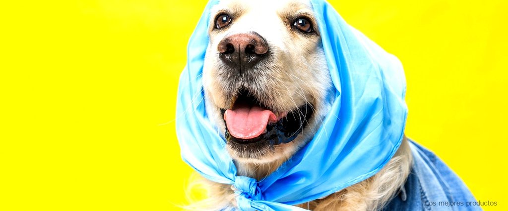 Chubasquero para perro: protección y estilo en días de lluvia