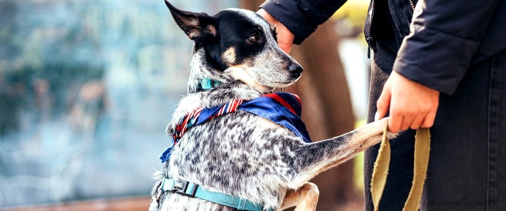 Cómo construir un pastor eléctrico casero para perros: paso a paso