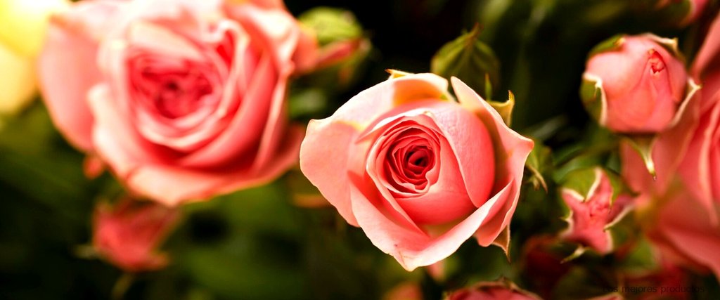 ¿Cómo cuidar las plantas de rosas enanas?