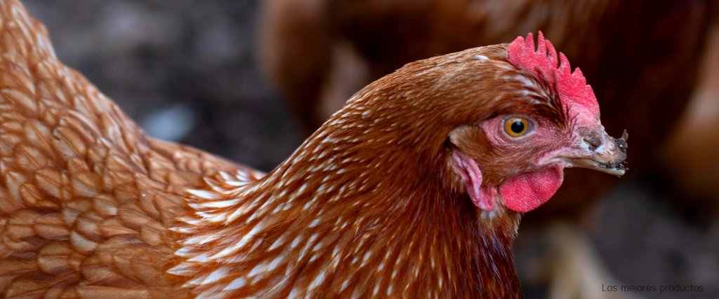 ¿Cómo elegir gallinas?