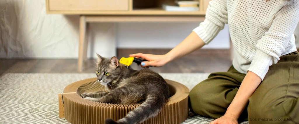 Cómo hacer un pañal casero para tu gato