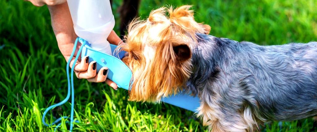 ¿Cómo limpiar una casa con olor a perro?