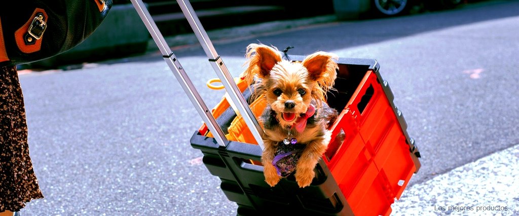 Cómo montar a tu perro en moto: consejos y recomendaciones para un viaje seguro