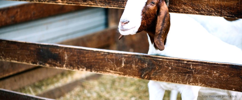 ¿Cómo se puede utilizar el calostro de cabra en la alimentación?