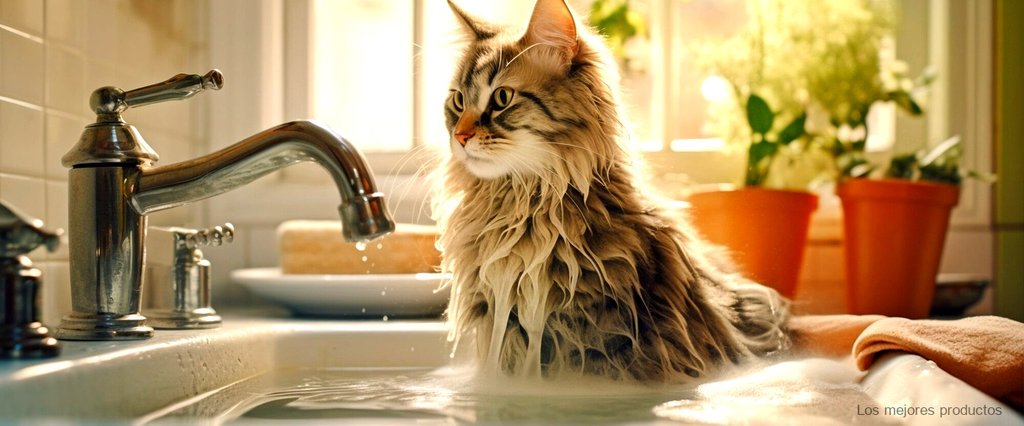 ¿Cómo se usa el champú en seco para gatos?