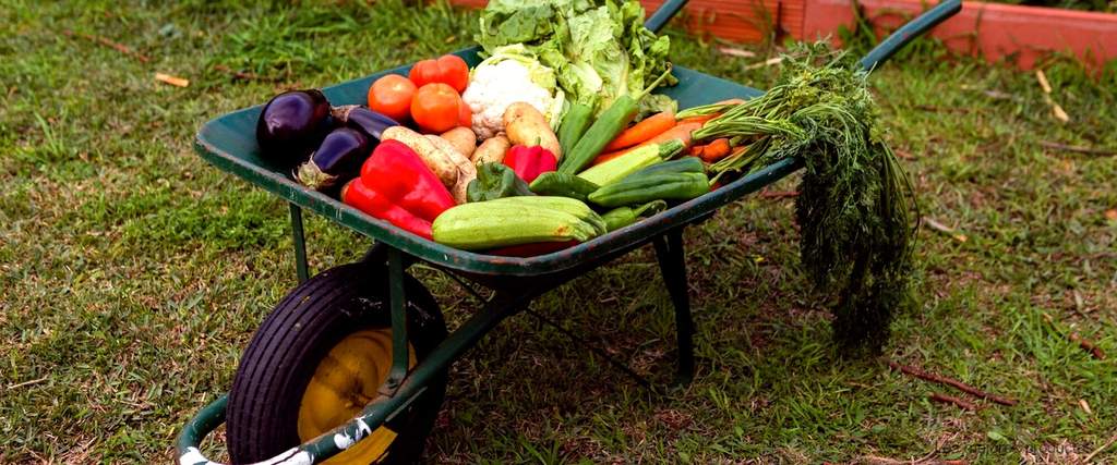 Cosecha tus vegetales de manera eficiente con el recogedor de verduras de El Corte Inglés