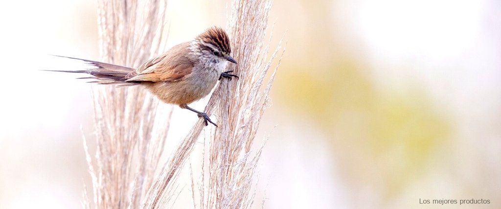 ¿Cuál de estas aves usan los cazadores como ave de caza?