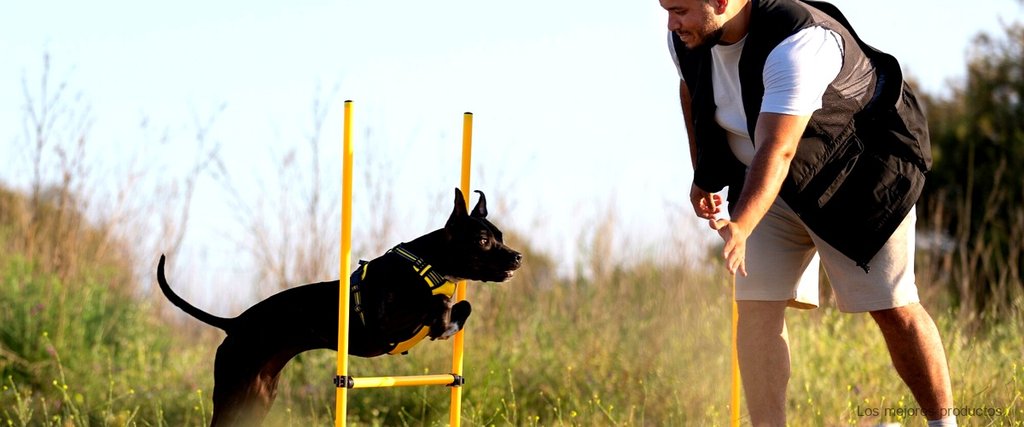 ¿Cuál es el mejor eliminador de olores para perros?